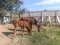 گھوڑی, Thoroughbred horse — تصویر 2