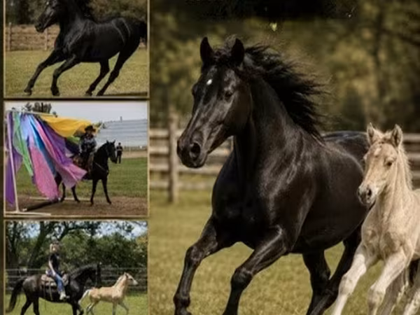 گھوڑی, Rocky Mountain Horse