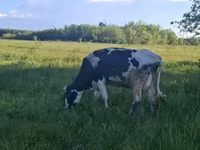 Cow, Holstein breed — photo 4