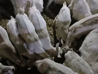 بکری, Saanen goat — تصویر 4