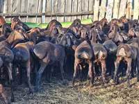 مینڈھا, Hissar sheep — تصویر 3