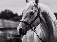 گھوڑا, Quarter Horse — تصویر 4
