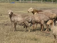 مینڈھا, Hissar sheep — تصویر 7