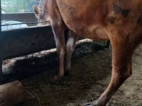 گائے, الاطاؤس نسل — تصویر 5