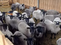 مینڈھا, Romanov sheep — تصویر 5