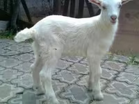 بکرا, Saanen goat — تصویر 2