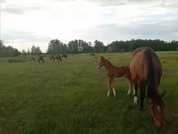 گھوڑی, American shetland pony — تصویر 8