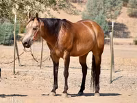 گھوڑا, Quarter Horse — تصویر 2