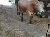 سانڈ, Blonde d’Aquitane cattle — تصویر 1