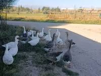 Geese — تصویر 4