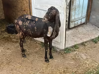 بکری, Kamori goats — تصویر 5