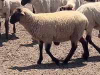 مینڈھا, Hampshire sheep — تصویر 3