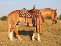 گھوڑا, Gypsy horse — تصویر 5