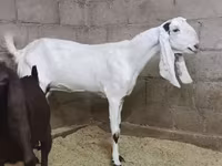 بکری, Kamori goats — تصویر 1