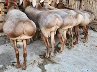 مینڈھا, بھیڑیں — تصویر 2