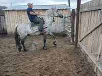 گھوڑی, Horse breed — تصویر 6