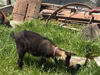 بکری, Nubian Goat — تصویر 4