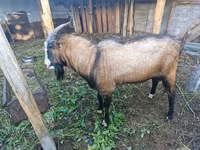 بکرا, LaMancha goats — تصویر 3