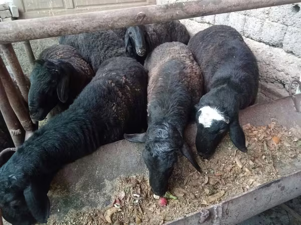 مینڈھا, Rhon sheep