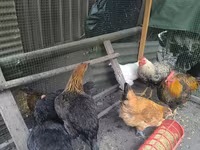 Chickens — تصویر 2
