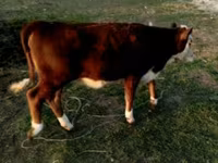 سانڈ, Swiss cattle — تصویر 2