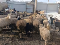 بھیڑ, Romanov sheep — تصویر 1