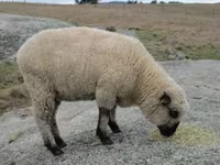 مینڈھا, Hampshire sheep — تصویر 4