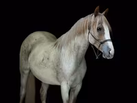 گھوڑی, Quarter Horse — تصویر 2