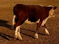 سانڈ, Swiss cattle — تصویر 8