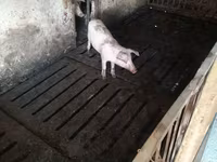 مادہ سؤر, Дюрок — تصویر 3