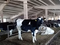 سانڈ, Russian Black pied cattle — تصویر 2