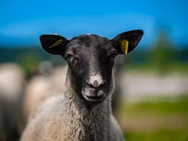 مینڈھا, Romanov sheep