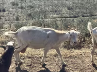 بکری, LaMancha goats — تصویر 5