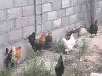 Chickens — تصویر 7