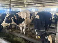 گائے, Swiss cattle — تصویر 3