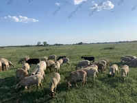 بھیڑ, Katum sheep — تصویر 8