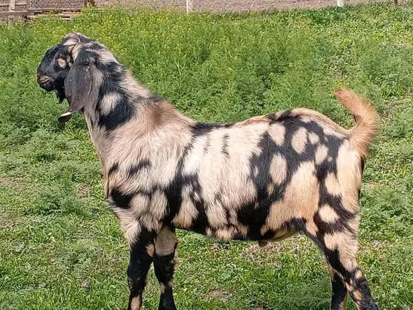 بکرا, Nubian Goat