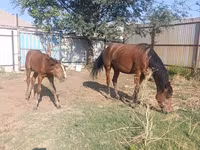گھوڑی, Thoroughbred horse — تصویر 8