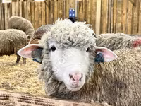 بھیڑ, Kuibyshev sheep — تصویر 1