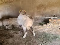 مینڈھا, Rhon sheep — تصویر 2