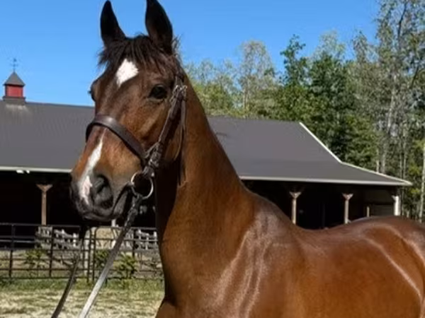 گھوڑی, Dutch warmblood horse