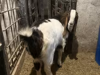 بکرا, Kamori goats — تصویر 5