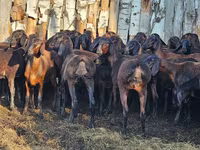 مینڈھا, Hissar sheep — تصویر 1