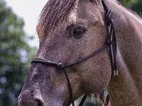 گھوڑا, Quarter Horse — تصویر 7