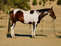 گھوڑا, National Show Horse — تصویر 1