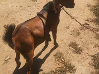 بکرا, Nubian Goat — تصویر 2