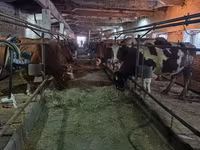 گائے, مویشی — تصویر 8