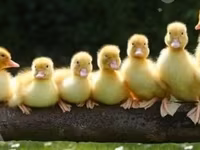 Ducks — photo 1