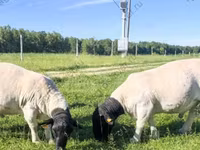 مینڈھا, Kuibyshev sheep — تصویر 4