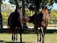 گھوڑا, Rocky Mountain Horse — تصویر 7